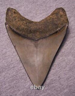 Megalodon Shark Tooth 4 1/2 Teeth Jaw Fossil Stunning Color Polished Real Huge