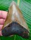 Megalodon Shark Tooth 4 & 1/2 Ultra Serrated Real No Restorations