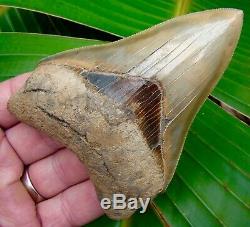 Megalodon Shark Tooth 4 & 1/2 in. REAL FOSSIL COLORFUL NO RESTORATIONS