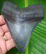 Megalodon Shark Tooth 4 & 1/2 In. Real Fossil Not Fake No Restorations