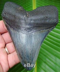 Megalodon Shark Tooth 4 & 1/2 in. REAL FOSSIL NOT FAKE NO RESTORATIONS