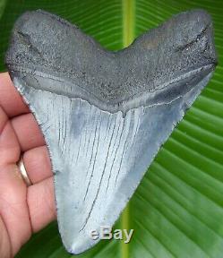 Megalodon Shark Tooth 4 & 1/2 in. REAL FOSSIL NOT FAKE NO RESTORATIONS