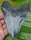 Megalodon Shark Tooth 4 & 1/2 In. Real Fossil Serrated High Grade Quality