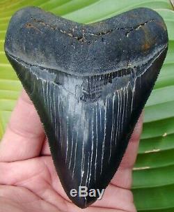 Megalodon Shark Tooth 4 & 1/2 in. REAL FOSSIL SERRATED HIGH GRADE QUALITY