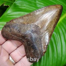 Megalodon Shark Tooth 4 & 1/2 in. ST. MARYs RIVER REAL FOSSIL SERRATED
