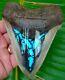 Megalodon Shark Tooth 4 & 1/2 In. Turquoise Ultra Serrated