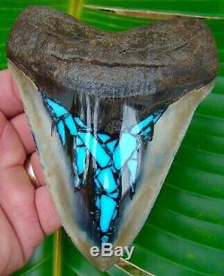 Megalodon Shark Tooth 4 & 1/2 in. TURQUOISE ULTRA SERRATED