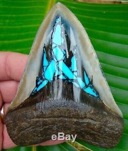 Megalodon Shark Tooth 4 & 1/2 in. TURQUOISE ULTRA SERRATED