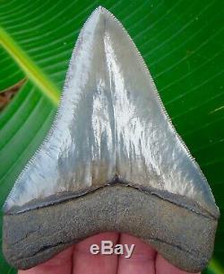 Megalodon Shark Tooth 4 & 1/4 REAL FOSSIL JAW NO RESTORATIONS