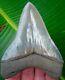 Megalodon Shark Tooth 4 & 1/4 Real Fossil Jaw No Restorations