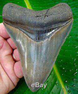 Megalodon Shark Tooth 4 & 1/4 REAL FOSSIL JAW NO RESTORATIONS