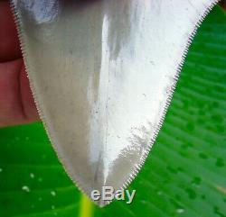 Megalodon Shark Tooth 4 & 1/4 REAL FOSSIL JAW NO RESTORATIONS