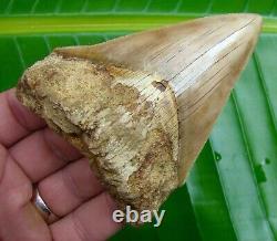 Megalodon Shark Tooth 4 & 1/4 SERRATED REAL FOSSIL withFREE DISPLAY STAND