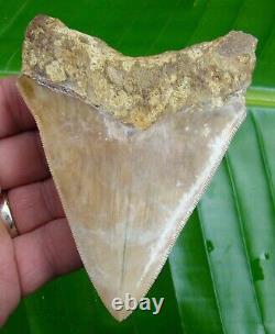 Megalodon Shark Tooth 4 & 1/4 SERRATED REAL FOSSIL withFREE DISPLAY STAND