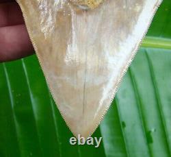 Megalodon Shark Tooth 4 & 1/4 SERRATED REAL FOSSIL withFREE DISPLAY STAND