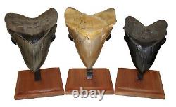 Megalodon Shark Tooth 4 & 1/4 SERRATED REAL FOSSIL withFREE DISPLAY STAND