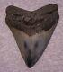 Megalodon Shark Tooth 4 1/4 Shark Teeth Big Jaw Fossil Stunning Color Polished