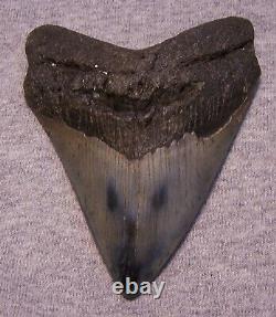 Megalodon Shark Tooth 4 1/4 Shark Teeth Big Jaw Fossil Stunning Color Polished
