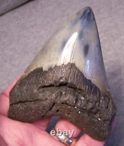 Megalodon Shark Tooth 4 1/4 Shark Teeth Big Jaw Fossil Stunning Color Polished