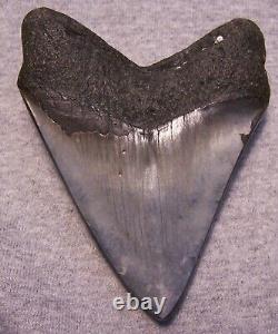Megalodon Shark Tooth 4 1/4 Shark Teeth Big Jaw Fossil Stunning Color Polished