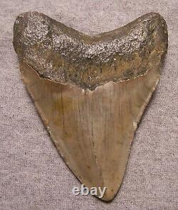 Megalodon Shark Tooth 4 1/4 Shark Teeth Extinct Jaw Fossil Huge No Repair
