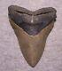 Megalodon Shark Tooth 4 1/4 Shark Teeth Extinct Sharp Fossil Huge No Repair