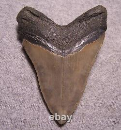 Megalodon Shark Tooth 4 1/4 Shark Teeth Extinct Sharp Fossil Huge No Repair
