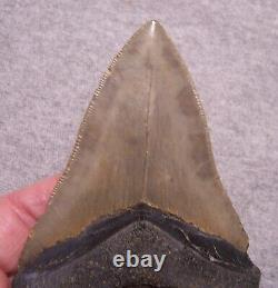 Megalodon Shark Tooth 4 1/4 Shark Teeth Extinct Sharp Fossil Huge No Repair