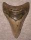 Megalodon Shark Tooth 4 1/4 Sharks Teeth Extinct Jaw Fossil No Repair Real