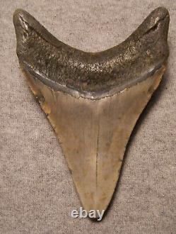 Megalodon Shark Tooth 4 1/4 Sharks Teeth Extinct Jaw Fossil No Repair Real