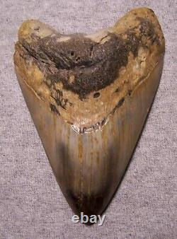 Megalodon Shark Tooth 4 1/4 Sharks Teeth Fossil Stunning Diamond Polished Jaw