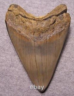 Megalodon Shark Tooth 4 1/4 Sharks Teeth Fossil Stunning Diamond Polished Jaw