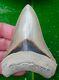 Megalodon Shark Tooth 4 & 1/4 In. Lee Creek Aurora Museum Grade Quality