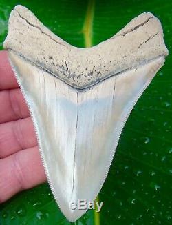 Megalodon Shark Tooth 4 & 1/4 in. LEE CREEK AURORA MUSEUM GRADE QUALITY