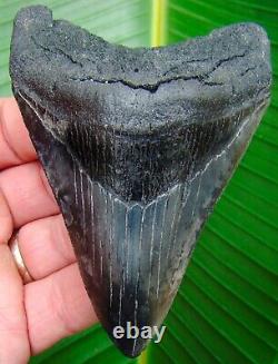 Megalodon Shark Tooth 4 & 1/4 in. REAL FOSSIL SERRATED NO RESTORATIONS
