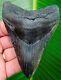 Megalodon Shark Tooth 4 & 1/4 In. Real Fossil Serrated No Restorations