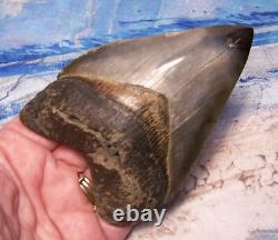 Megalodon Shark Tooth 4 1/8 Shark Teeth Big Jaw Fossil Stunning Color Polished