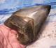 Megalodon Shark Tooth 4 1/8 Shark Teeth Big Jaw Fossil Stunning Color Polished