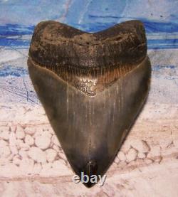 Megalodon Shark Tooth 4 1/8 Shark Teeth Big Jaw Fossil Stunning Color Polished