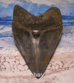 Megalodon Shark Tooth 4 1/8 Shark Teeth Big Jaw Fossil Stunning Color Polished