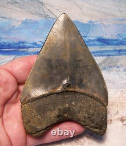 Megalodon Shark Tooth 4 1/8 Shark Teeth Big Jaw Fossil Stunning Color Polished