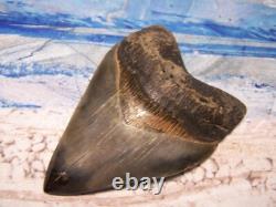 Megalodon Shark Tooth 4 1/8 Shark Teeth Big Jaw Fossil Stunning Color Polished