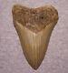 Megalodon Shark Tooth 4 1/8 Shark Teeth Extinct Jaw Fossil Huge No Repair
