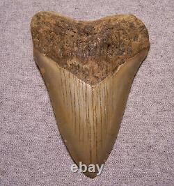 Megalodon Shark Tooth 4 1/8 Shark Teeth Extinct Jaw Fossil Huge No Repair