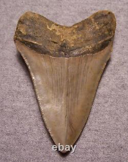 Megalodon Shark Tooth 4 1/8 Shark Teeth Extinct Jaw Fossil Huge No Repair