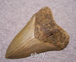 Megalodon Shark Tooth 4 1/8 Shark Teeth Extinct Jaw Fossil Huge No Repair