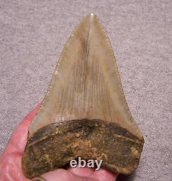 Megalodon Shark Tooth 4 1/8 Shark Teeth Extinct Jaw Fossil Huge No Repair