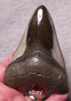 Megalodon Shark Tooth 4 1/8 Sharks Teeth Fossil Stunning Diamond Polished Jaw