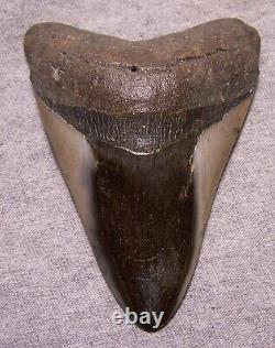 Megalodon Shark Tooth 4 1/8 Sharks Teeth Fossil Stunning Diamond Polished Jaw