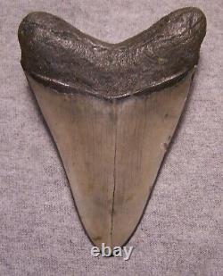 Megalodon Shark Tooth 4 1/8 Sharks Teeth Fossil Stunning Diamond Polished Jaw